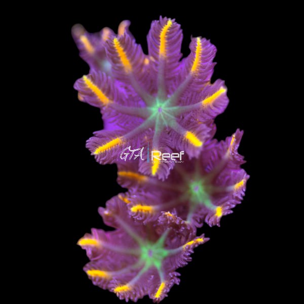 Orange Clove Polyps coral with vibrant orange flower-like polyps