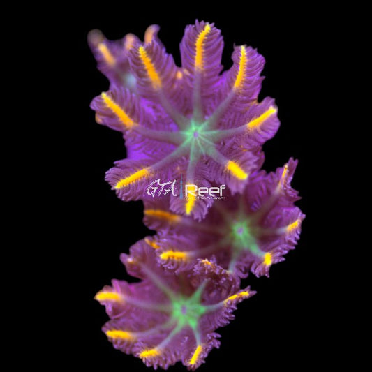 Orange Clove Polyps coral with vibrant orange flower-like polyps