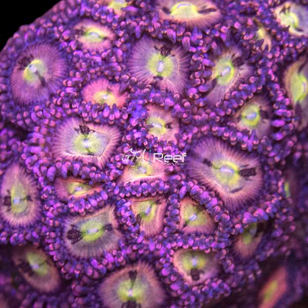 Pineapple Express Palythoa coral frag with red, green, and yellow polyps – available at GTA Reef Toronto