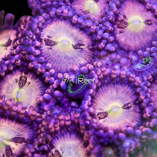 Pineapple Express Palythoa coral frag with red, green, and yellow polyps – available at GTA Reef Toronto