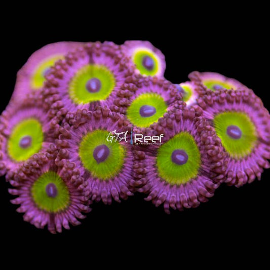 Pink Hippo Palythoa coral with fleshy pink polyps and dark centers