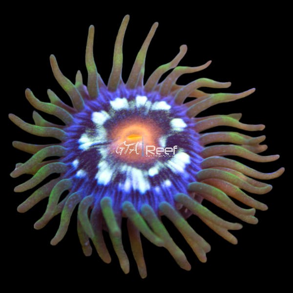 Pinwheel Zoanthids coral frag with blue faces and green rings – designer zoa at GTA Reef Toronto