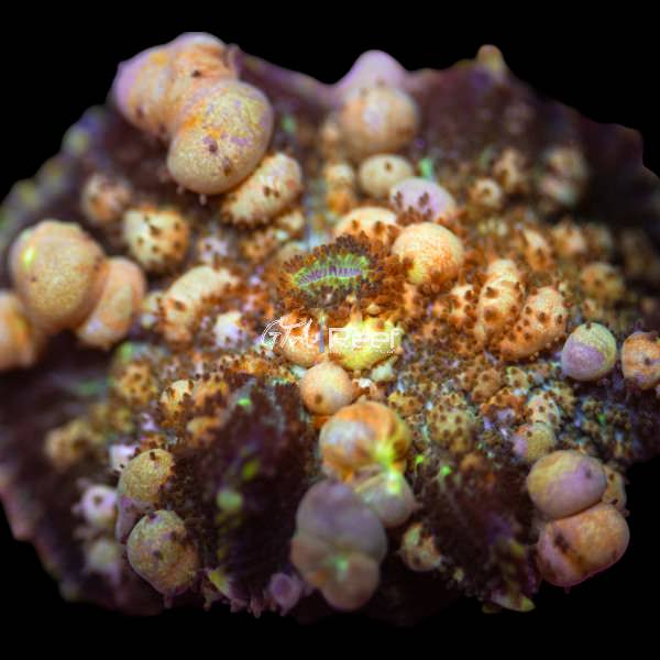 Powerball Bounce Mushroom