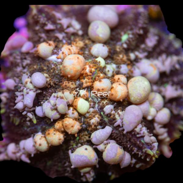 Powerball Bounce Mushroom