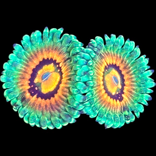Rainbow Incinerator Zoanthids
