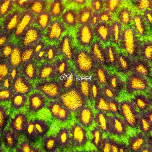 Raja Rampage Chalice coral with vibrant colors – GTA Reef Canada