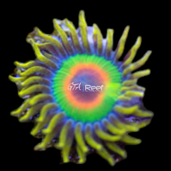 Rasta Zoanthids coral frag with red, green, and yellow polyps – live zoa from GTA Reef in Toronto