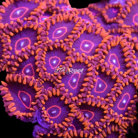 Red Hornet Zoanthids coral frag with bright red rings and neon centers – available at GTA Reef Toronto