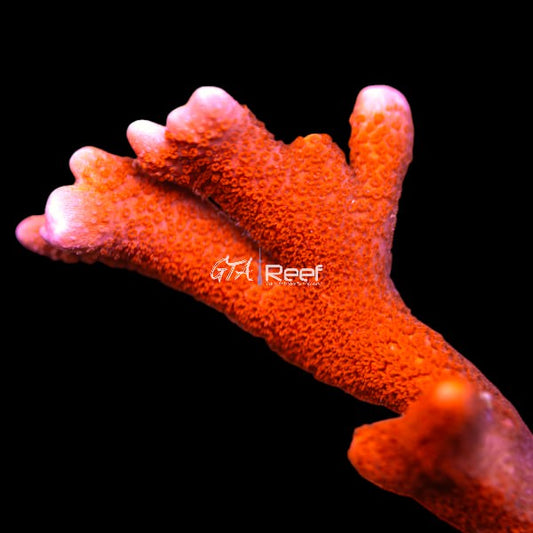 Red Montipora Digitata SPS coral frag – GTA Reef Canada