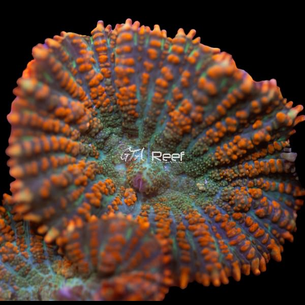Citrus Rhodactis mushroom coral with vibrant orange and green colors in a reef tank