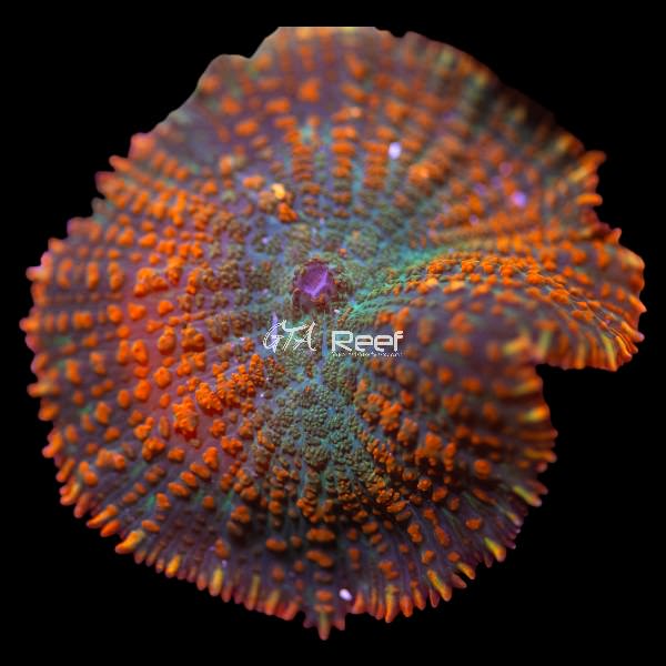 Citrus Rhodactis mushroom coral with vibrant orange and green colors in a reef tank