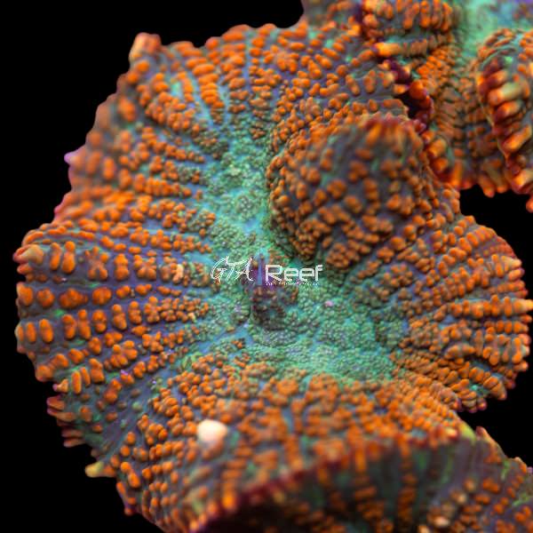 Citrus Rhodactis mushroom coral with vibrant orange and green colors in a reef tank