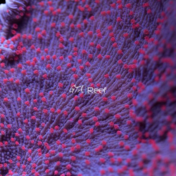 RR Red Roses Montipora Capricornis coral frag with deep red plating structure – available at GTA Reef Toronto