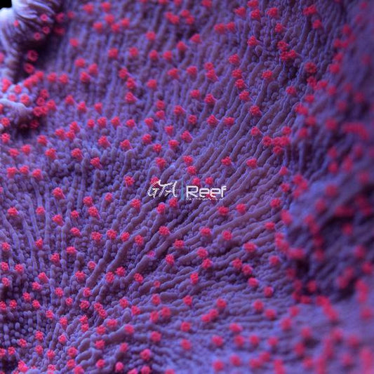RR Red Roses Montipora Capricornis coral frag with deep red plating structure – available at GTA Reef Toronto