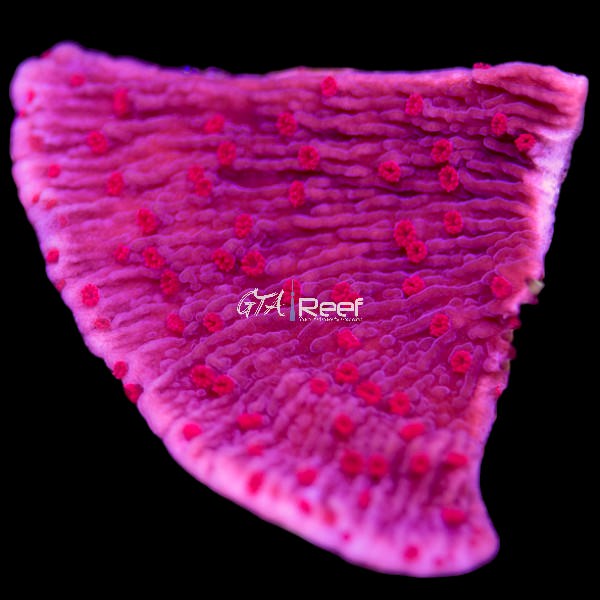 RR Red Roses Montipora Capricornis coral frag with deep red plating structure – available at GTA Reef Toronto