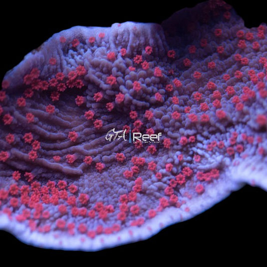 RR Red Roses Montipora Capricornis coral frag with deep red plating structure – available at GTA Reef Toronto
