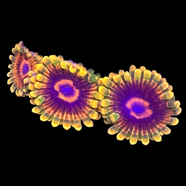 Scarlet Fever Zoanthids frag with bright red skirts and yellow centers