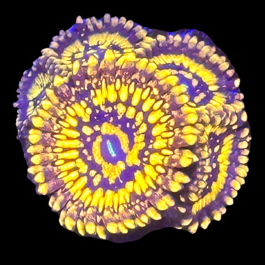 Spellbinder Zoanthids frag with bright rainbow coloration