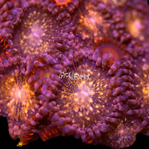 Close-up of Starburst Paly coral frag displaying vibrant star-like patterns under blue LED lighting in reef aquarium