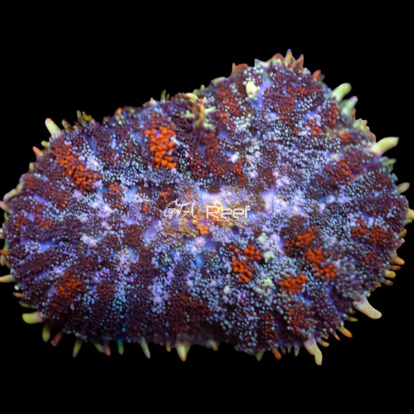 Starfire Rhodactis coral with glowing red, orange, and green colors in reef tank