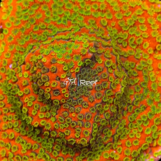 Close-up of Sunset Montipora coral under LED lighting