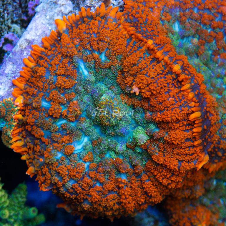Superman Rhodactis mushroom coral with bright red and blue colouring