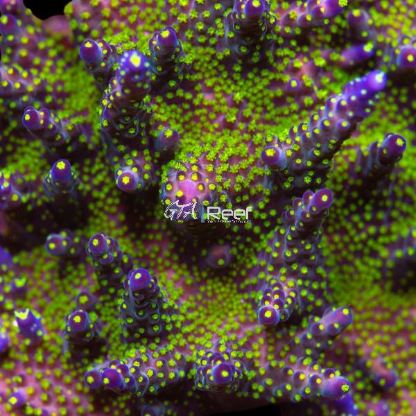 Close-up of Ultimate Bonsai Acropora coral frag showing compact branching and vibrant colours under blue LED lighting in reef aquarium
