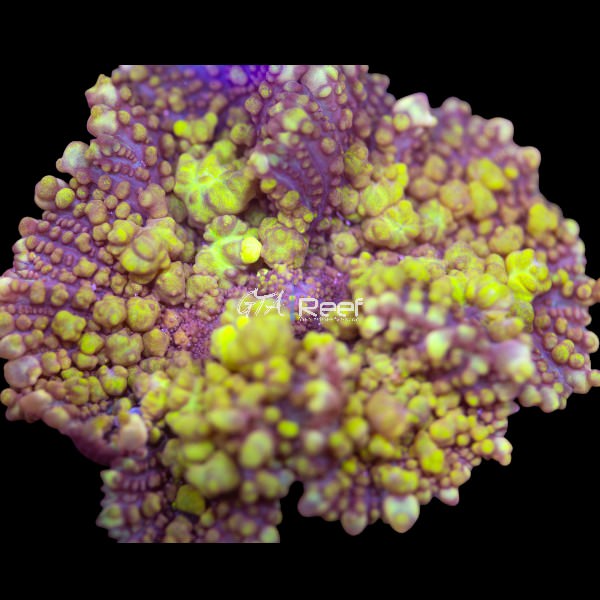Close-up of Uranium Bounce Mushroom coral frag showing bright green and yellow colors under blue LED lighting in reef aquarium