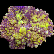Load image into Gallery viewer, Close-up of Uranium Bounce Mushroom coral frag showing bright green and yellow colors under blue LED lighting in reef aquarium
