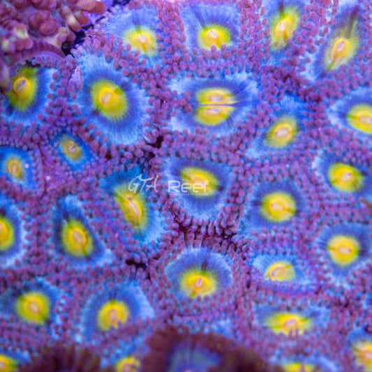 lose-up of vibrant WWC AOI zoanthid polyps in reef tank