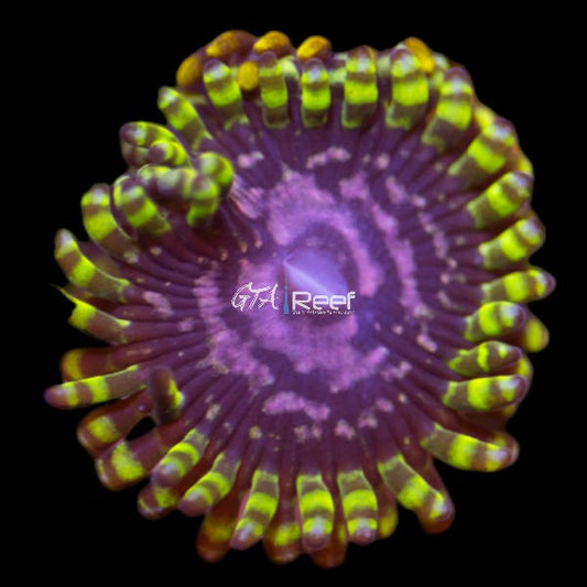 WWC Purple Monsters zoanthid coral frag with deep purple polyps and green centers