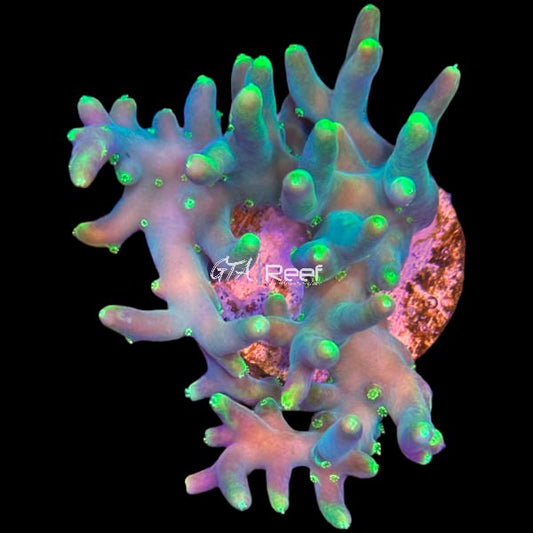 Yellow Caroliniana Acropora frag