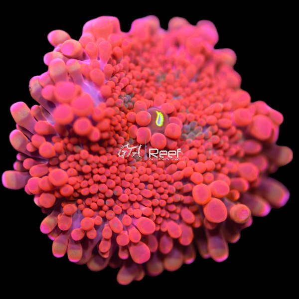 Bright red-orange Yuma Mushroom Coral (Discosoma yuma) frag available at GTA Reef Toronto