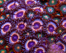 Load image into Gallery viewer, Vampire Zoas
