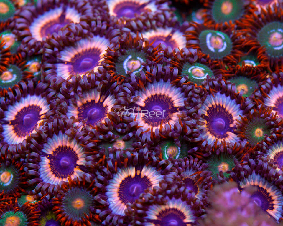 Vampire in Drag Zoas – GTA Reef Inc.