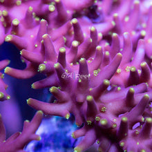 Load image into Gallery viewer, Little Red Ferrari Acropora
