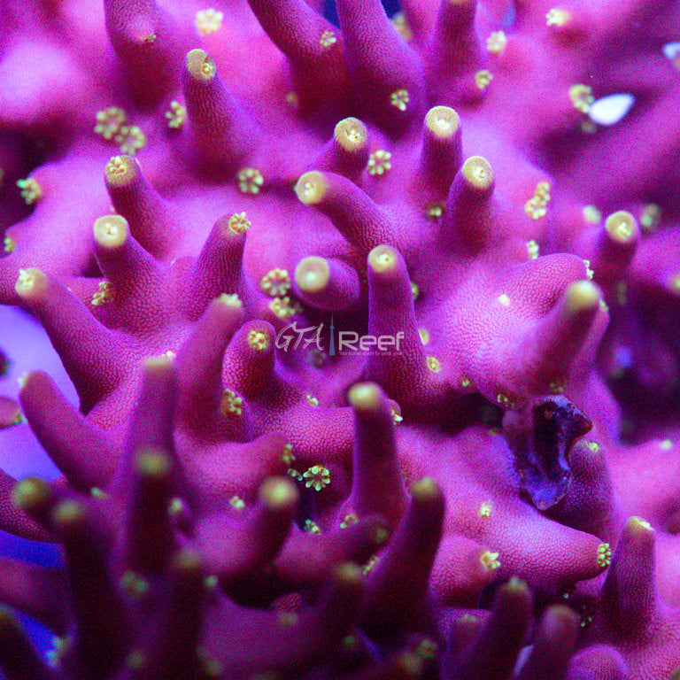 WWC Little Red Ferrari Acropora