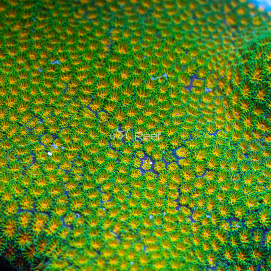 RR Polkaroo Leptastrea