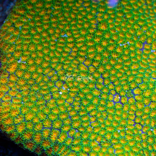 RR Polkaroo Leptastrea