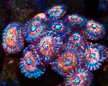 Load image into Gallery viewer, Seduction Zoas
