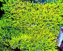 Load image into Gallery viewer, Green Star Polyps - Neon
