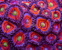 Load image into Gallery viewer, Gobstopper Zoas
