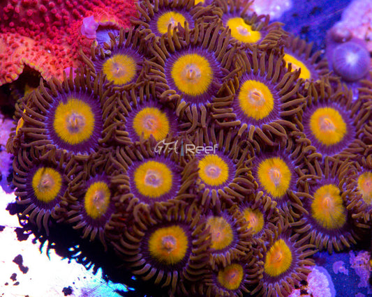 King Midas Zoas