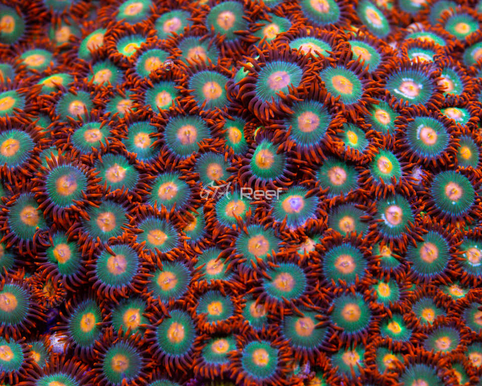 Gatorade Zoas