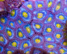 Load image into Gallery viewer, WWC AOI Zoas
