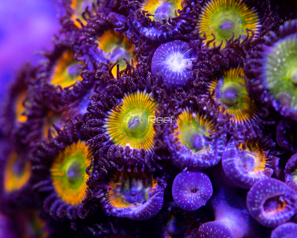 SunnyD Zoas