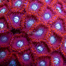 Load image into Gallery viewer, Magician Zoas
