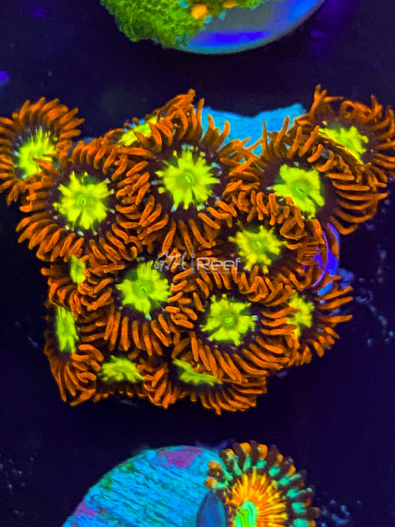 Ring of fire Zoas