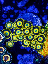 Load image into Gallery viewer, Scrambled eggs Zoas
