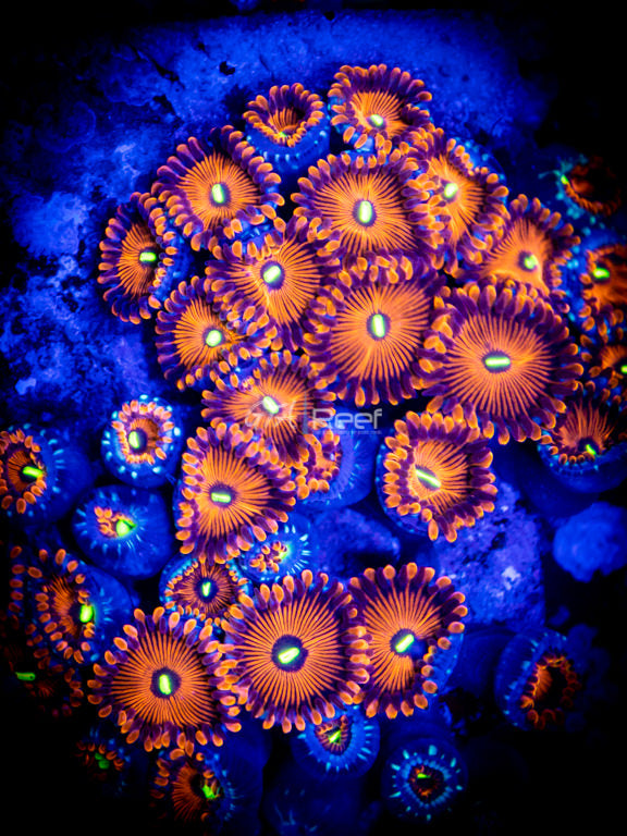 People Eaters Palythoas Red